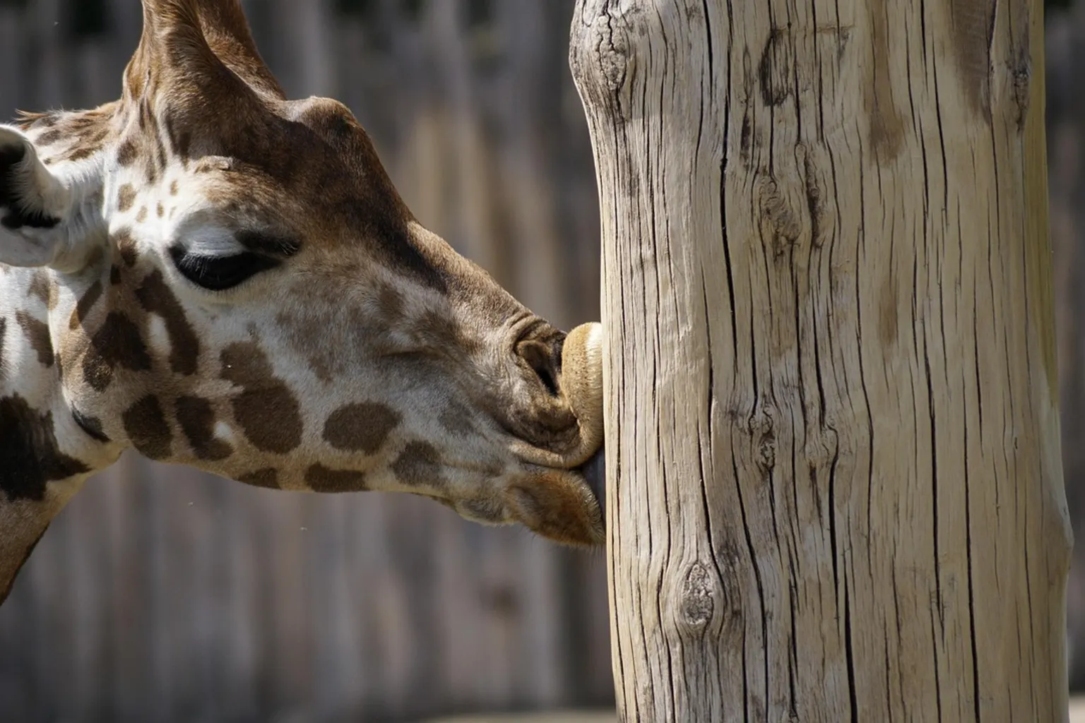 Entradas para el Zoológico de Leipzig: guía de compra por pasos